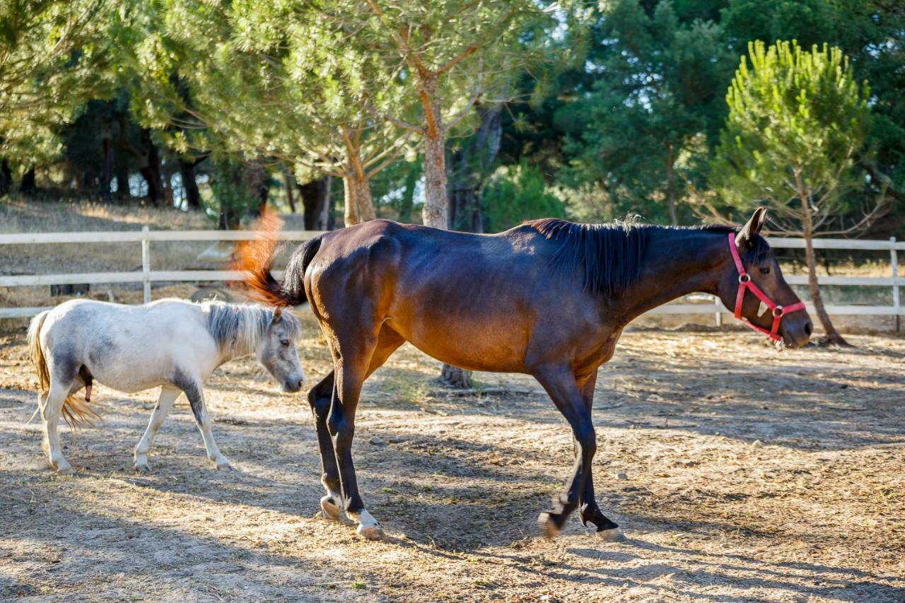 Herdade Da Granja Nova Montargil Exteriér fotografie
